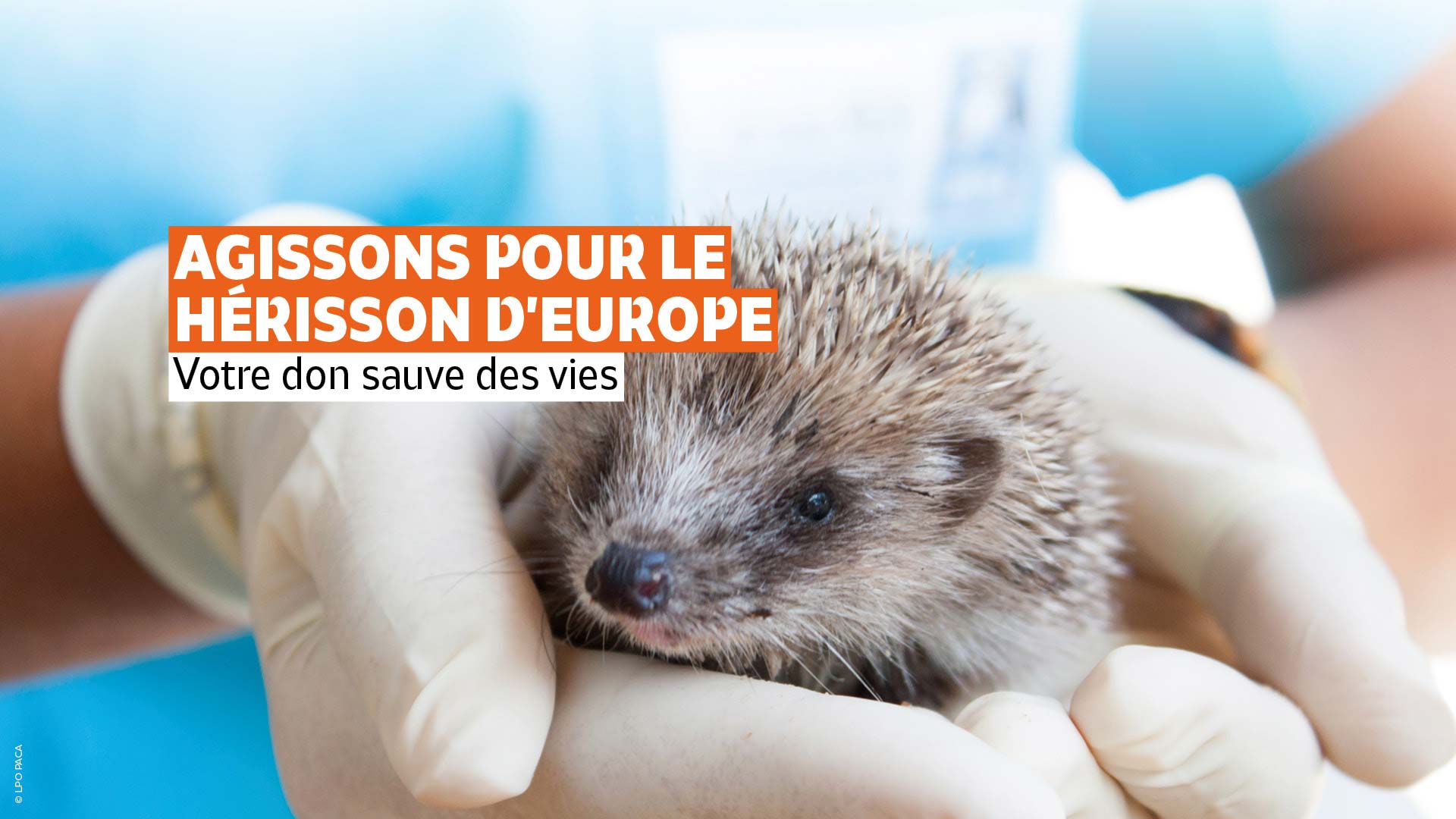 Hérisson d'Europe - Manon Jeanty