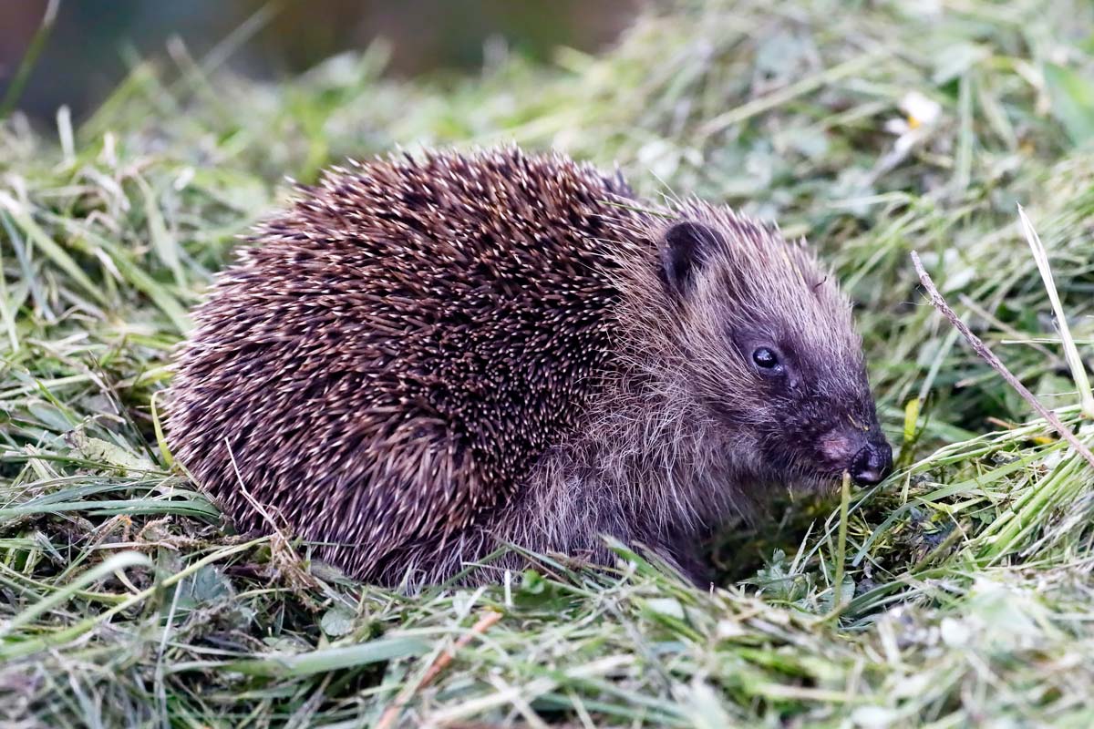 Hérisson d'Europe - André Simon