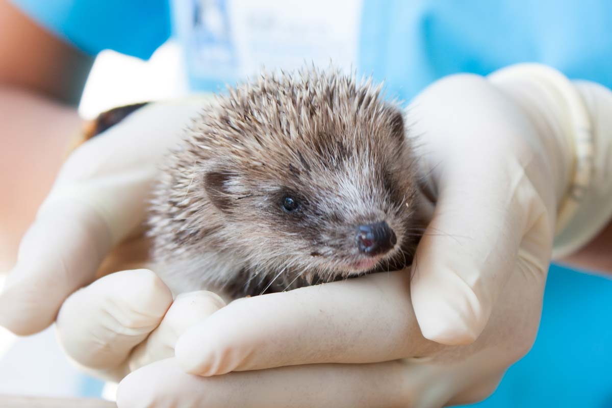 Hérisson d'Europe - Manon Jeanty