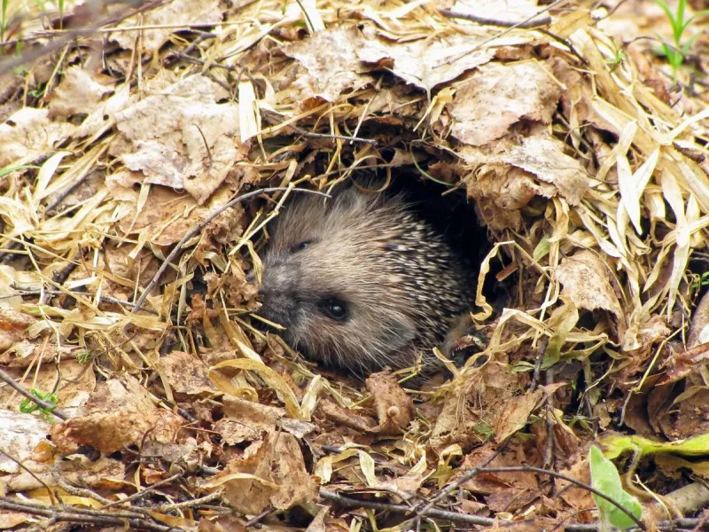 Hibernation hérisson - LPO PACA