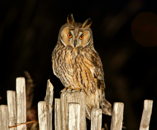 Hibou moyen-duc © Aurélien Audevard