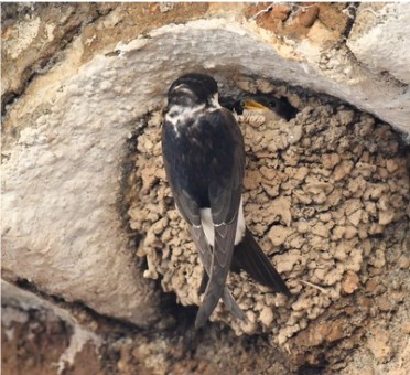 Hirondelles de fenêtre - Grégory Delaunay