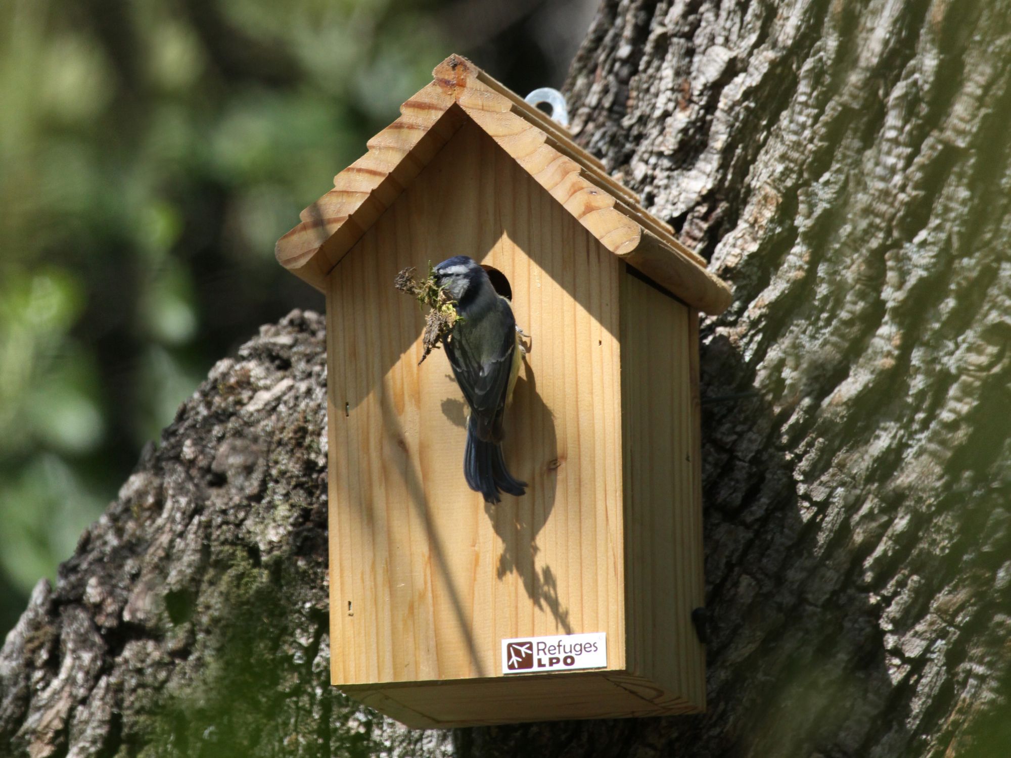 Mésange bleue © Pierrick Giraudet