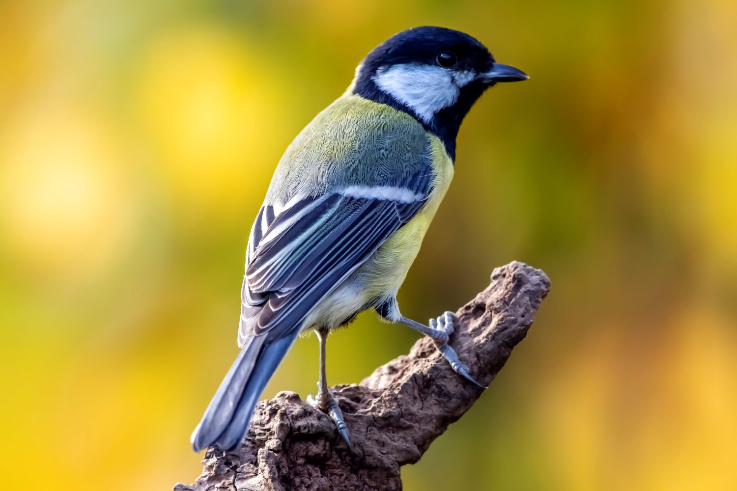 mésange charbonnière © Andre SIMON