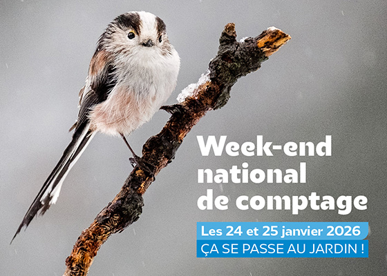 Création mare cap camarat © Charlotte Springaux