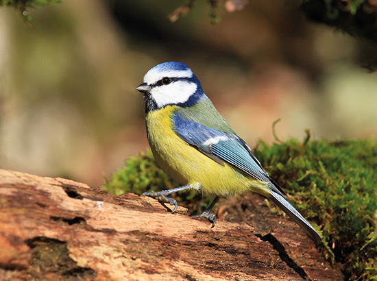 newsrefuge-2010-12-11-Mesange-bleue-©-Aurélien-Audevard-LPO-PACA