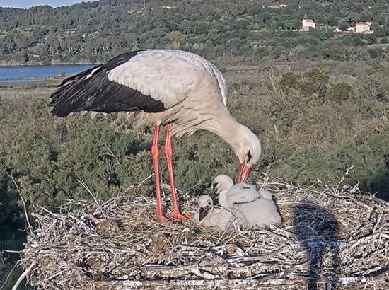 Cigognes blanche © Jérémy Laine