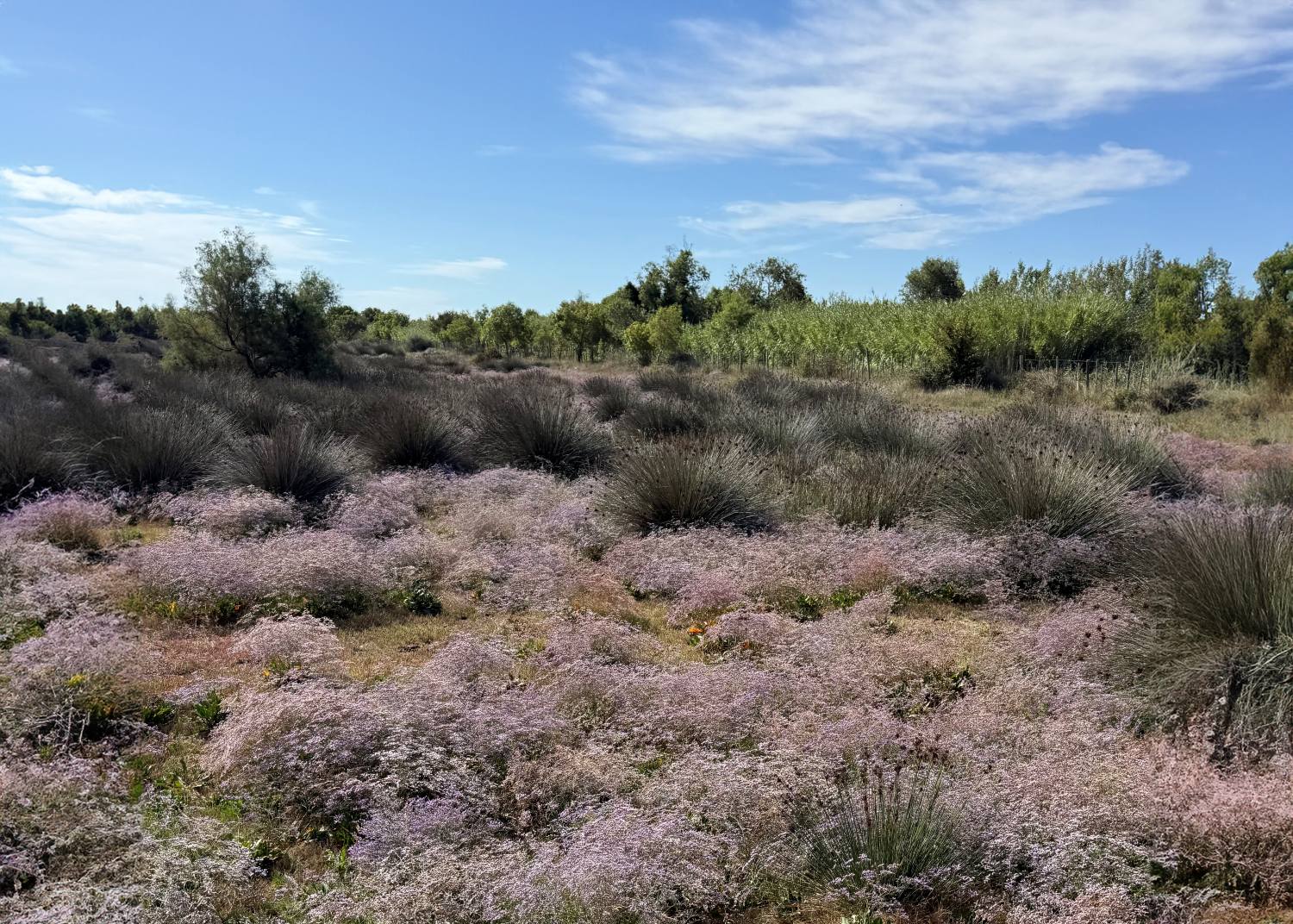 reserve marais vigueirat sarah BAGNIS