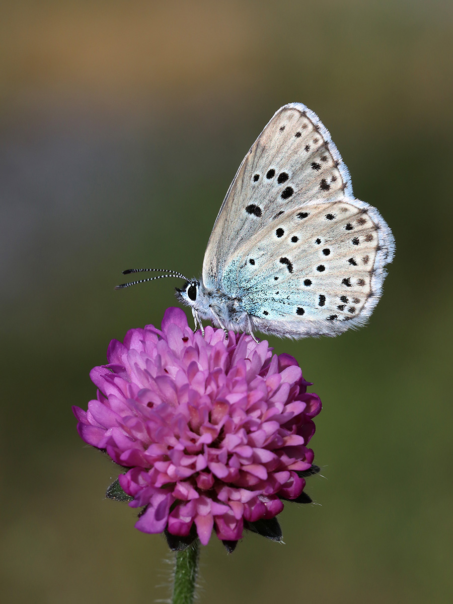Azuré du serpolet (c) Marion Fouchard