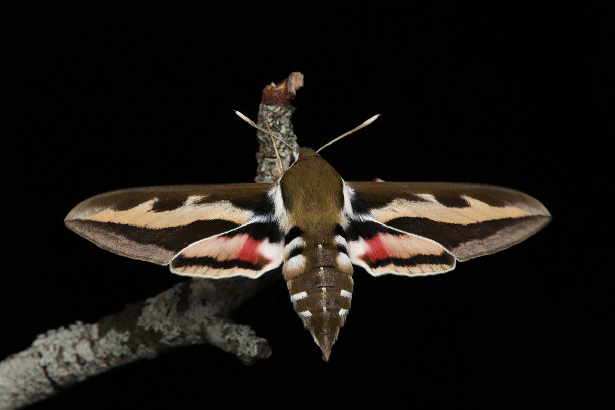 Sphinx de la garance (Hyles gallii) - Alexandre Van der Yeught