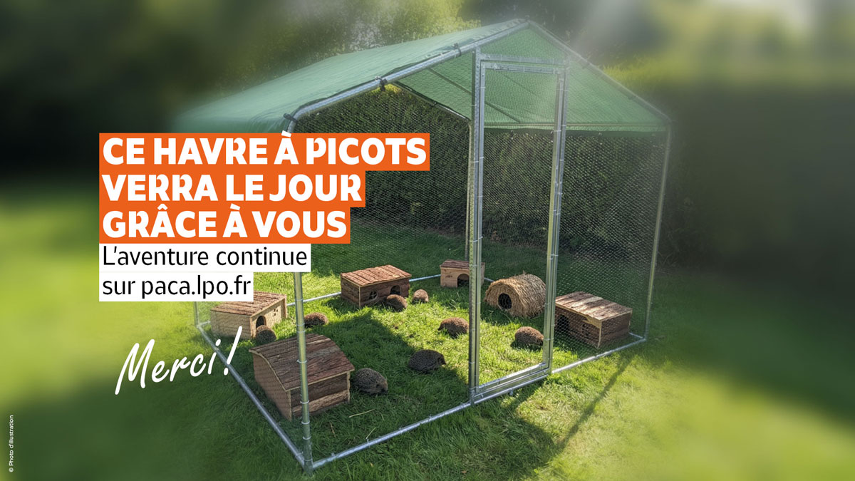 Le havre à picots verra le jour grâce à vous ! Merci ! - Photo d'illustration