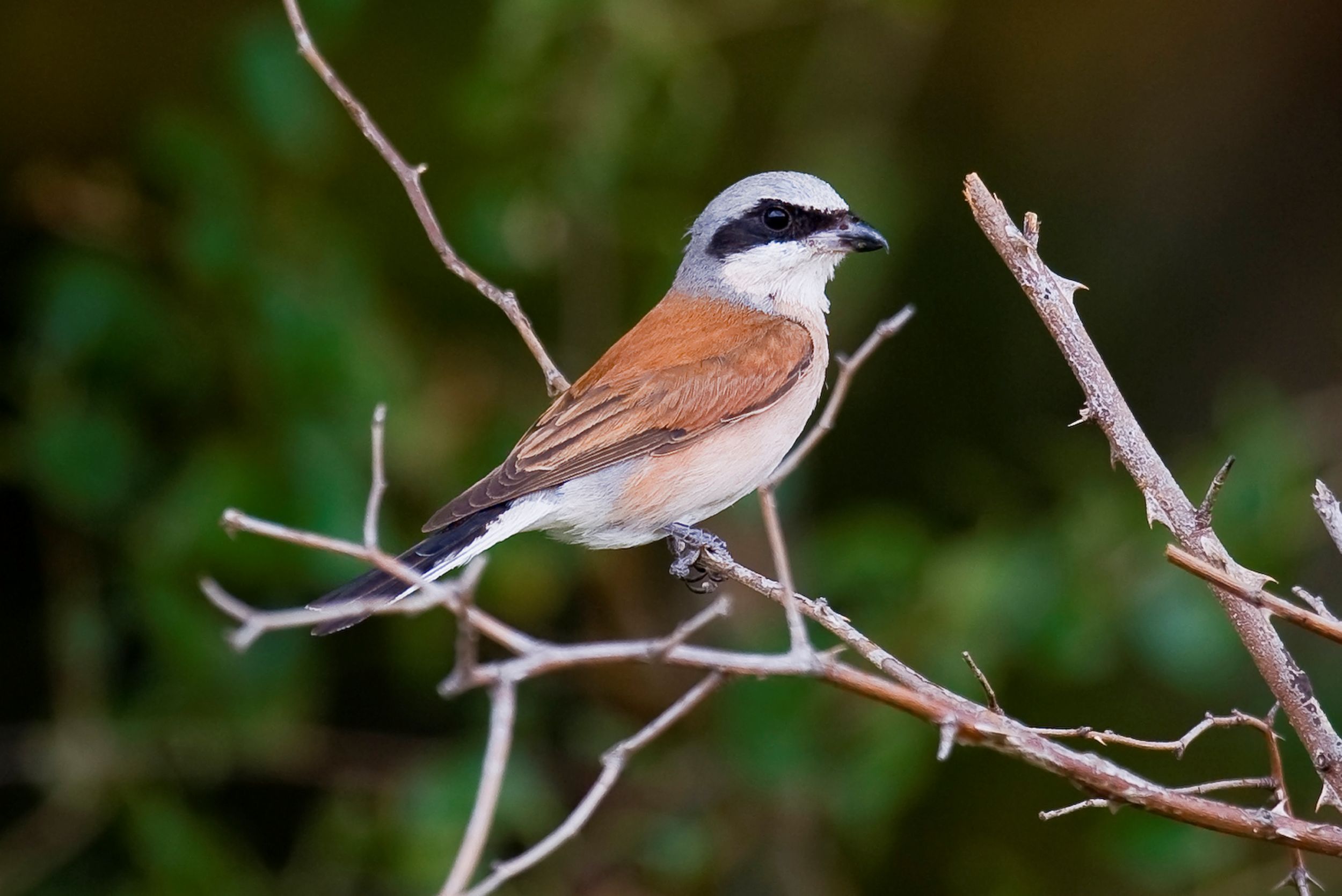 Pie-grièche écorcheur © Martin Steenhaut
