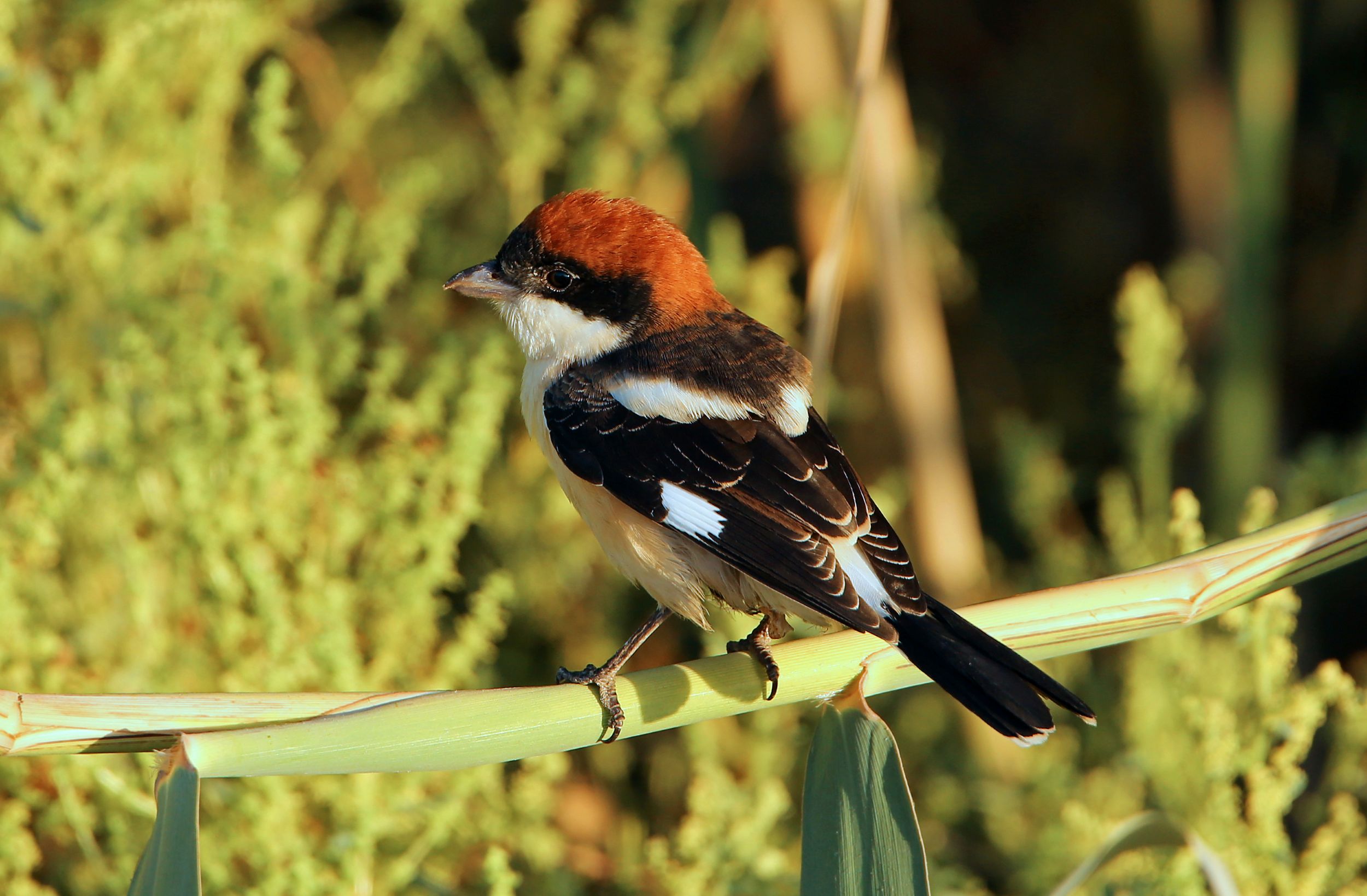 Pie-Grièche à tête rousse © Aurélien Audevard