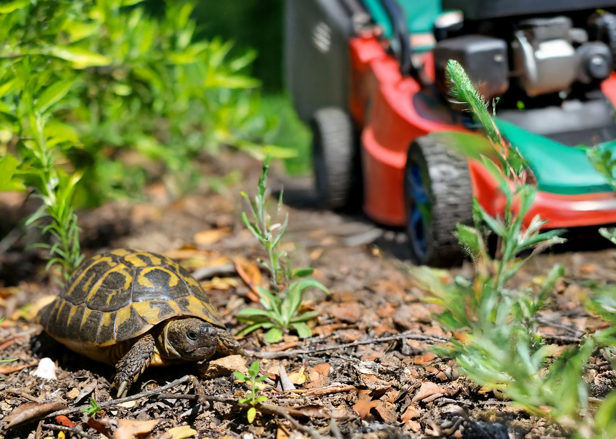 Tortue d'Hermann, espèce victime du débroussaillement - Aurélien Audevard