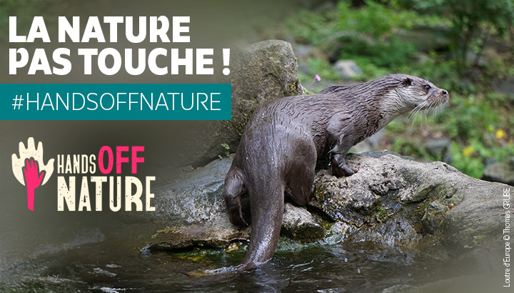 Loutre d'Europe © Thomas Grube - LPO PACA