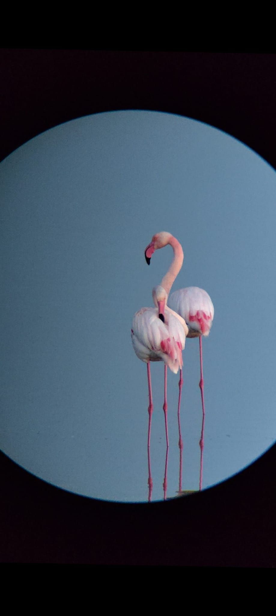 Flamant rose © Antoine Josse