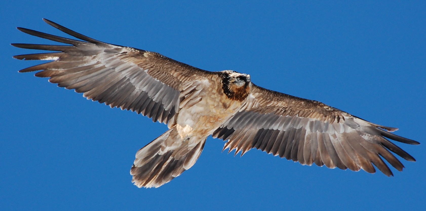 Gypaete barbu(c) N.reynolds