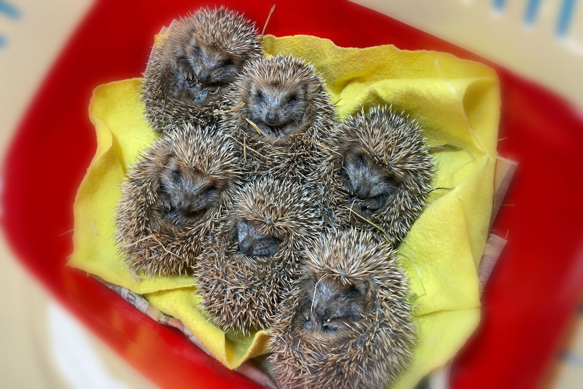 Hérisson d'Europe en soins - CRSFS LPO PACA