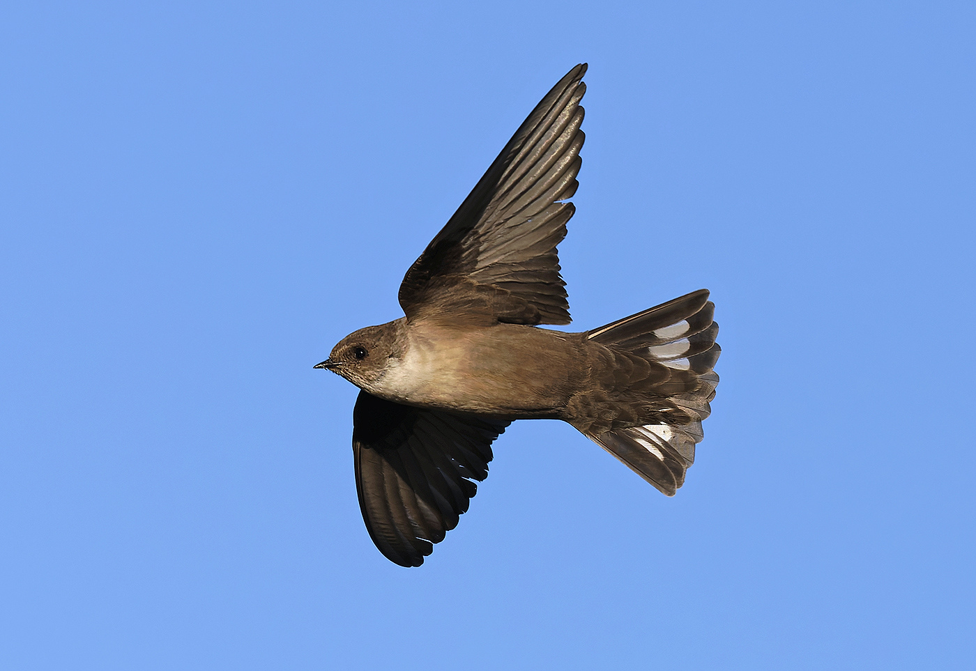 Hirondelle de rochers © Aurélien Audevard