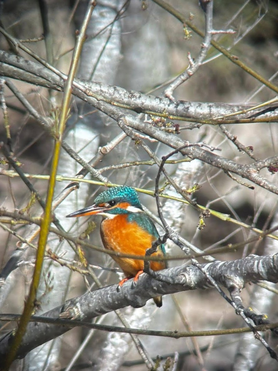 Martin-pêcheur (©Lilia Bichot)