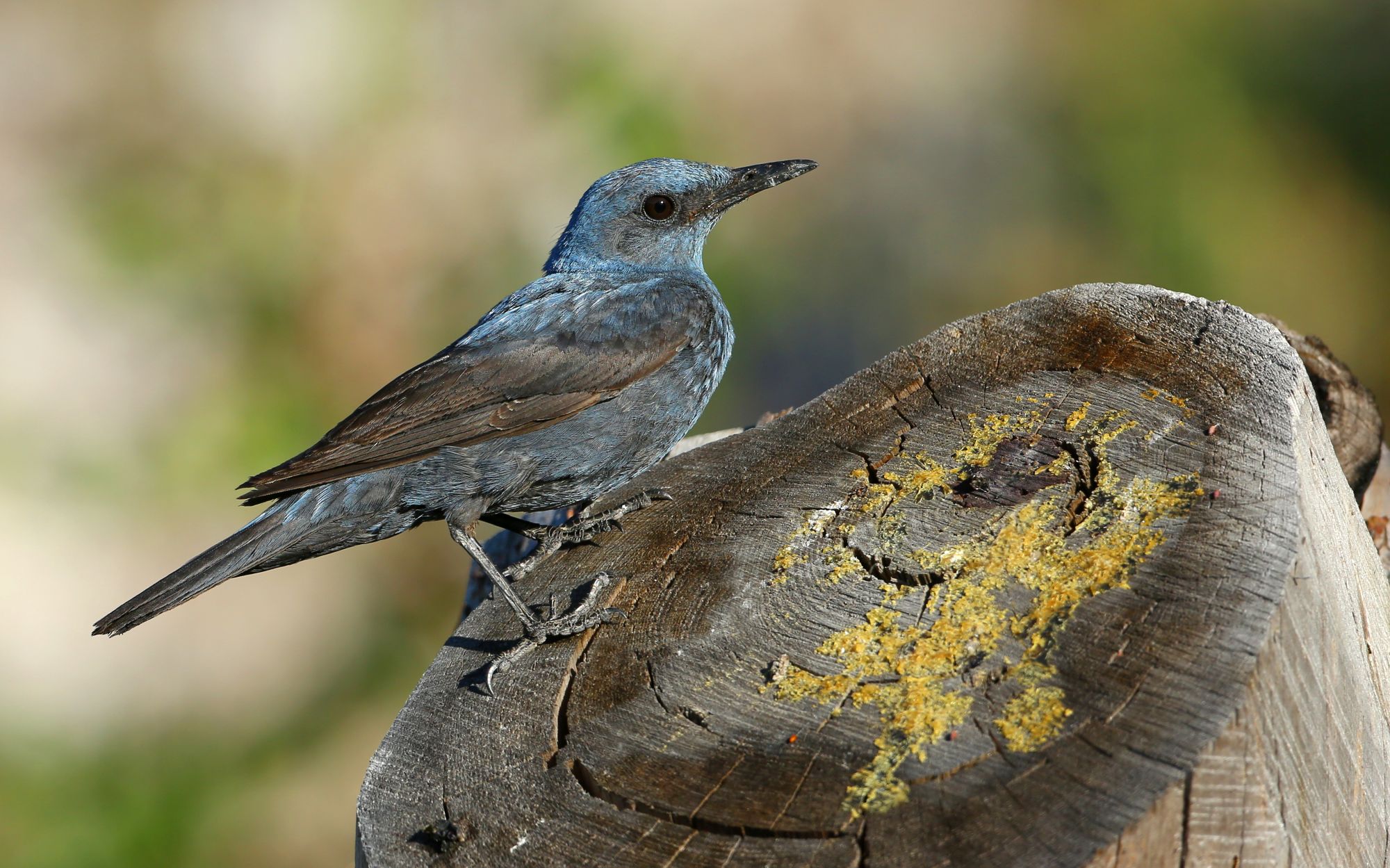 Monticole bleu, une espèce revue sur la commune en 2026 après 10 années sans observation © Aurelien Audevard