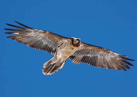 Gypaete barbu(c) N.reynolds