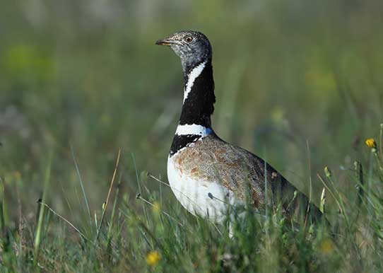 Outarde canepetière © Aurélien Audevard