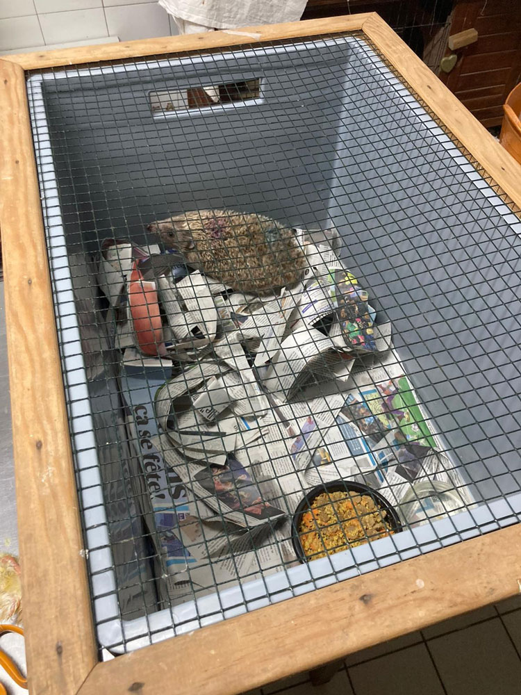 Les nouveaux caissons de soins ont déjà des locataires... - CRSFS LPO PACA