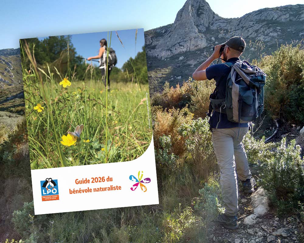 Observateur - Nicolas Fuento