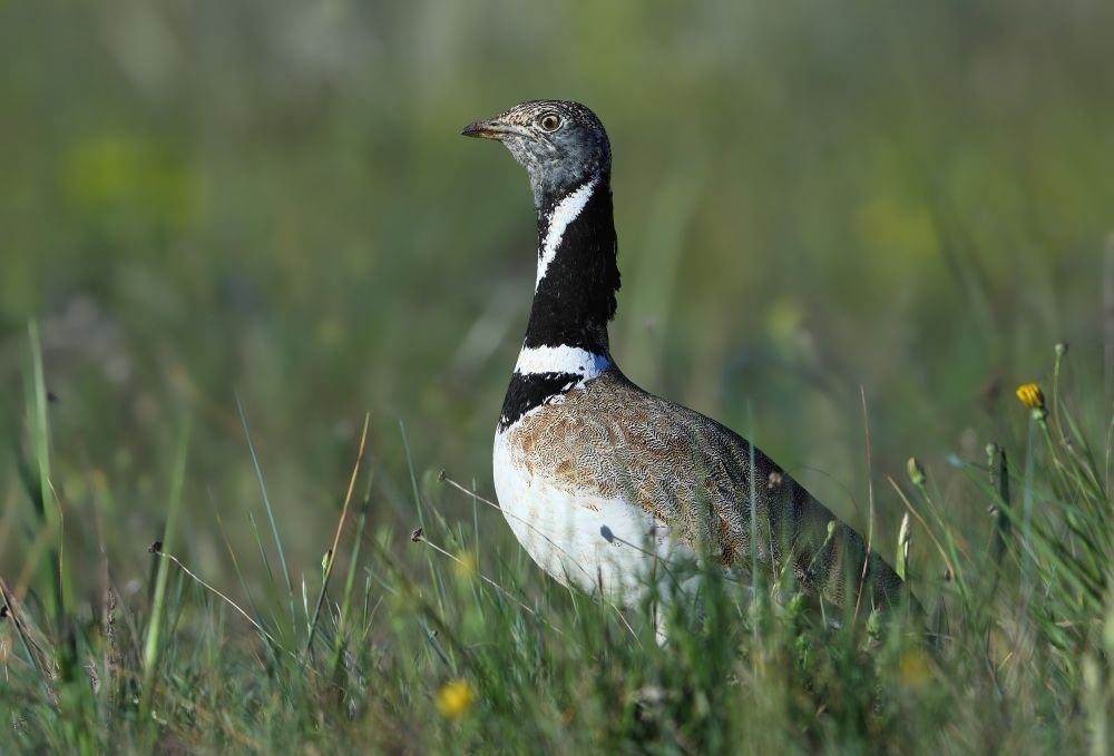 Outarde canepetière © Aurélien Audevard