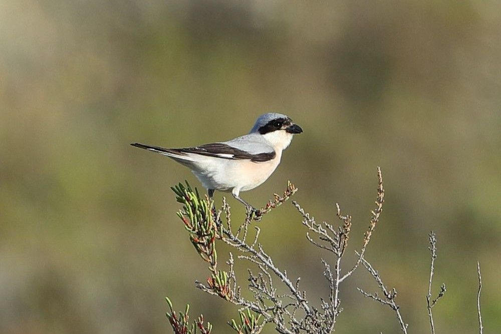 Pie-grièche à poitrine rose © Aurélien Audevard