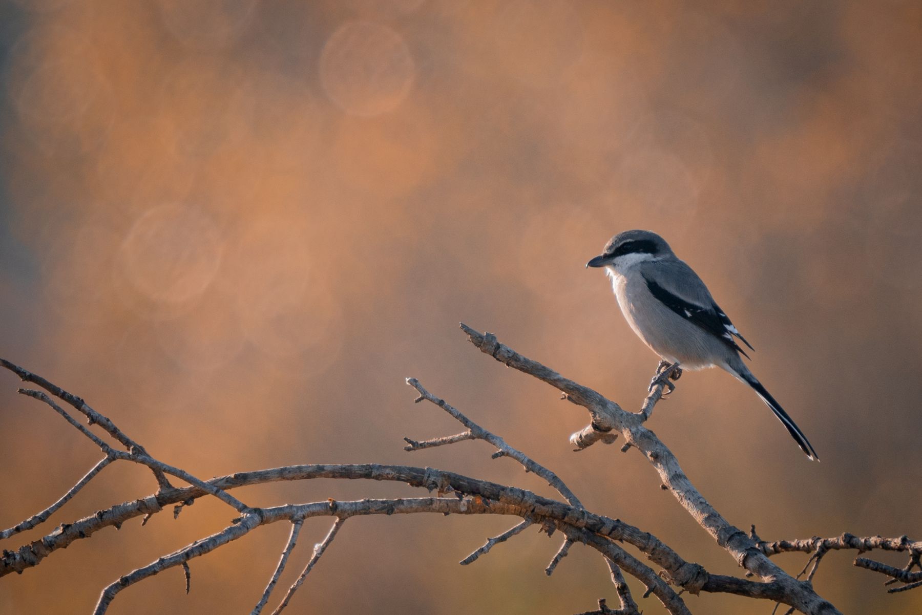 Pie-grièche méridionale © Hugo Oms