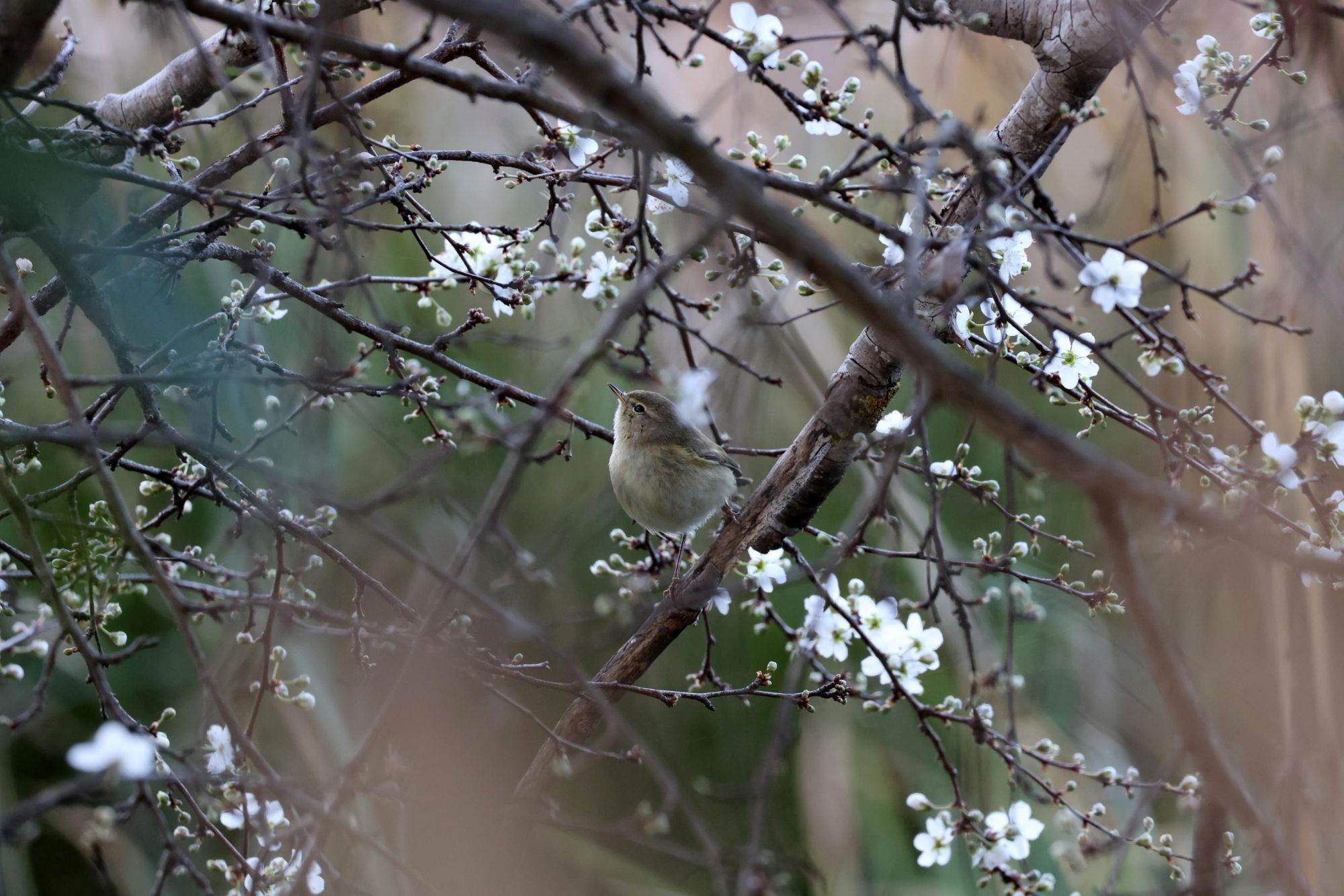 Pouillot véloce - Celine Courtois