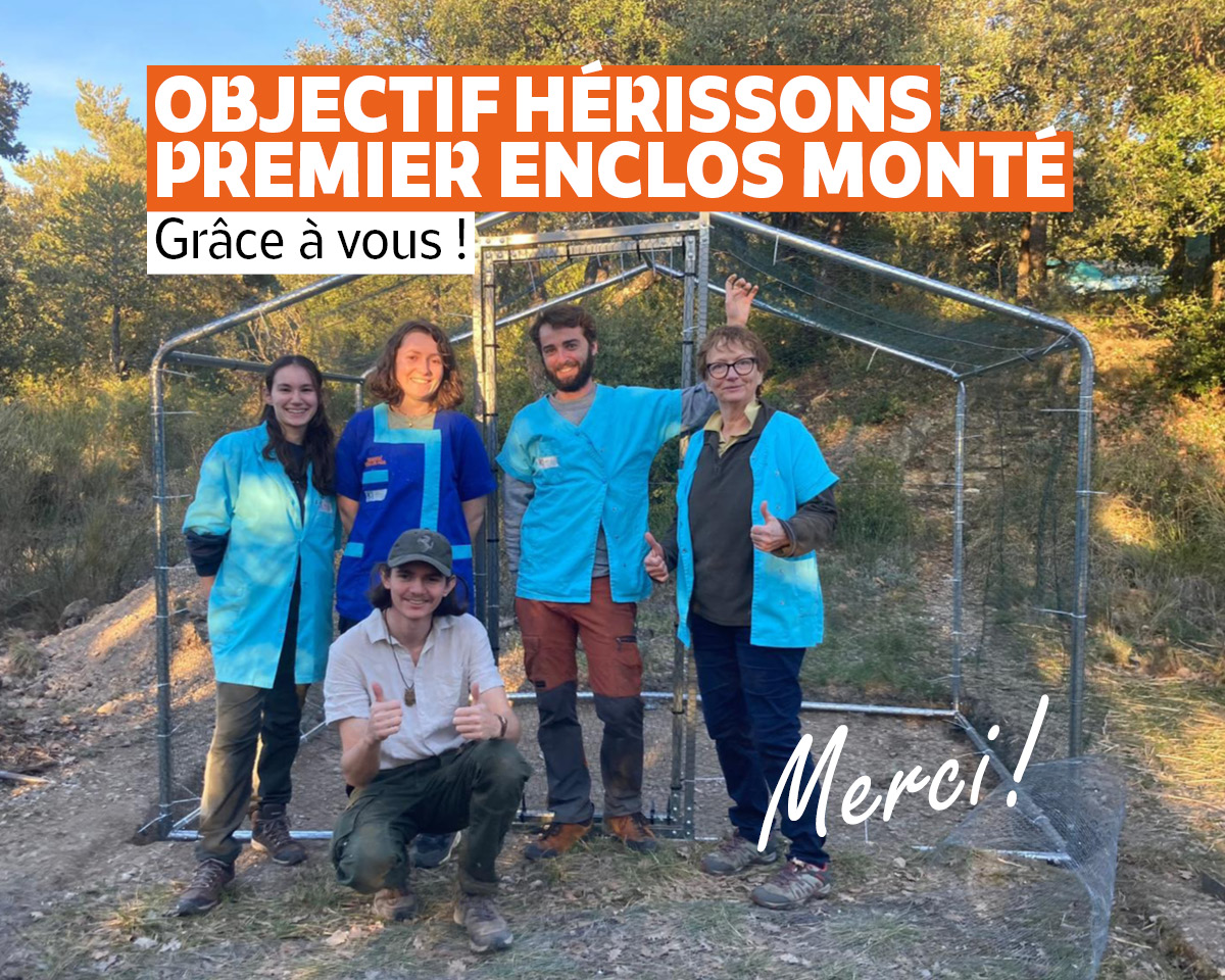 L'équipe de centre vient de monter le premier enclos pour les hérissons - CRSFS LPO PACA