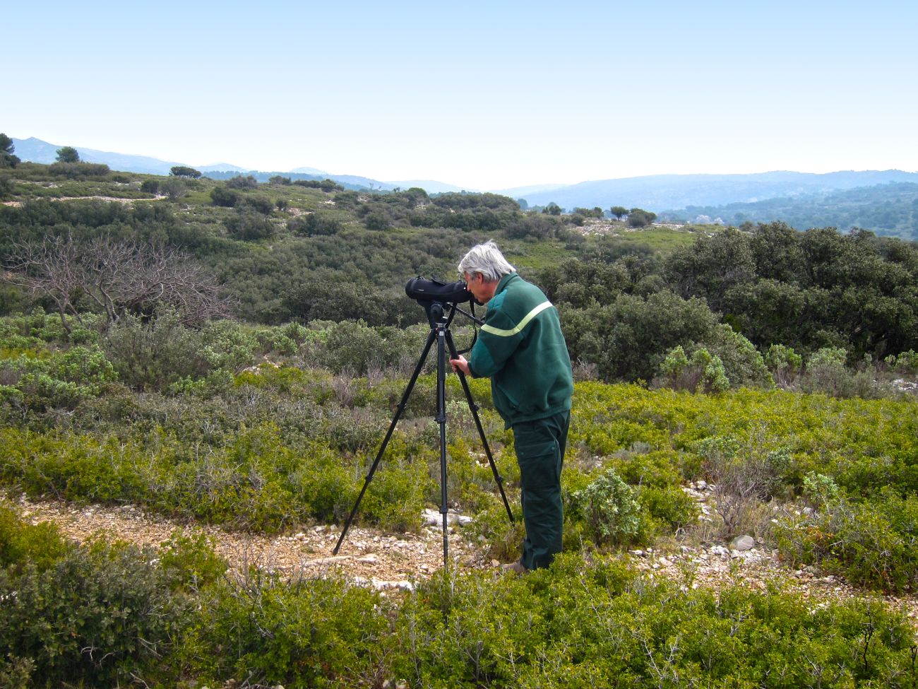 Recherche de la Pie-grièche méridionale dans le Petit Luberon © Olivier Hameau
