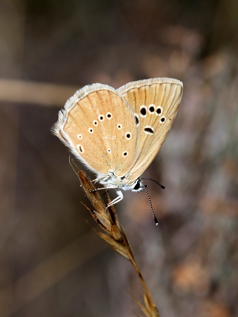 Sablé de la Luzerne (c) Marion Fouchard