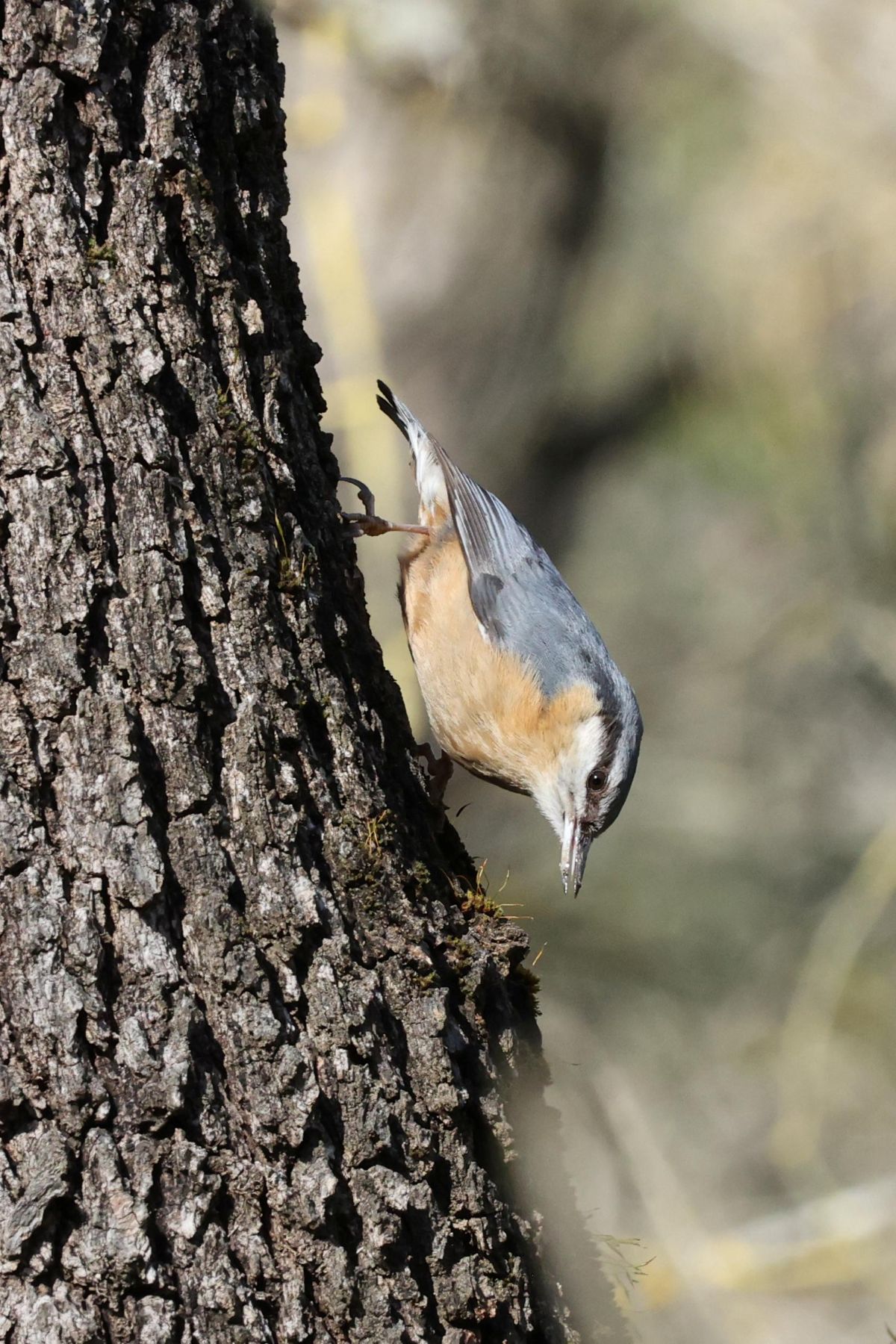 Sittelle torchepot - Céline Courtois