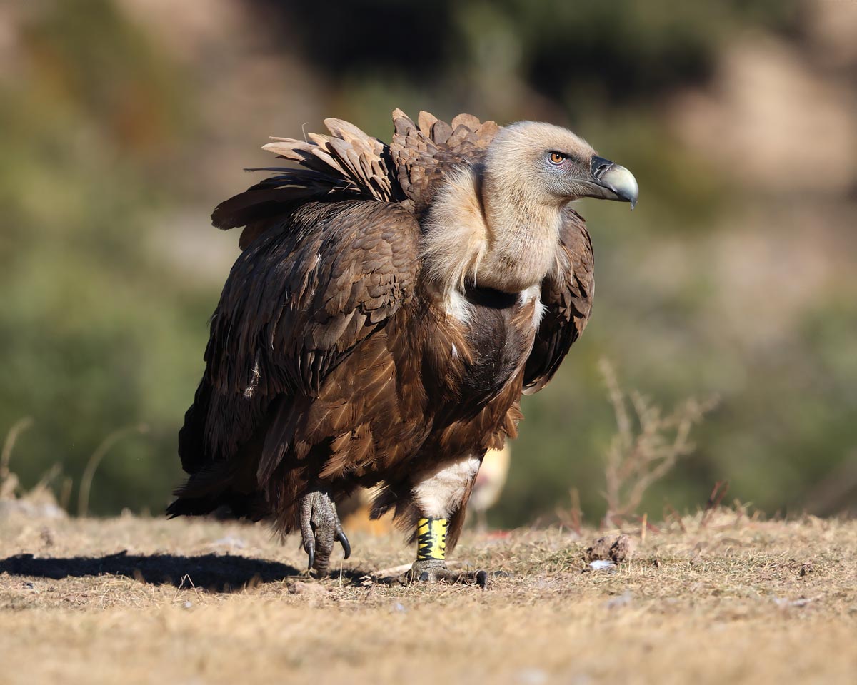 Vautour fauve - Aurélien Audevard