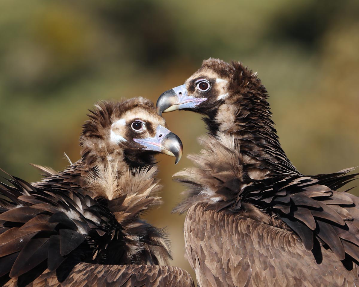 Vautours moines - Aurélien Audevard
