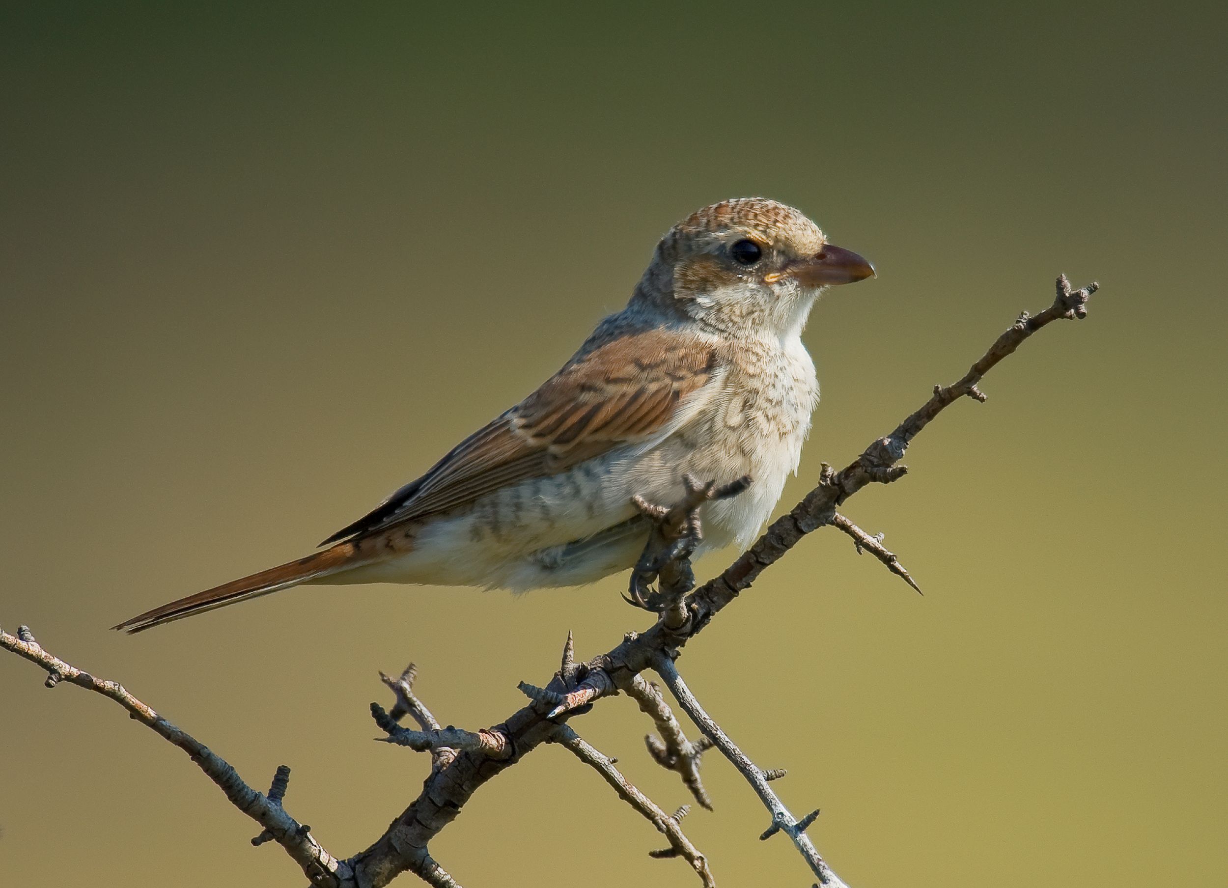 Pie-grièche écorcheur © Martin STEENHAUT