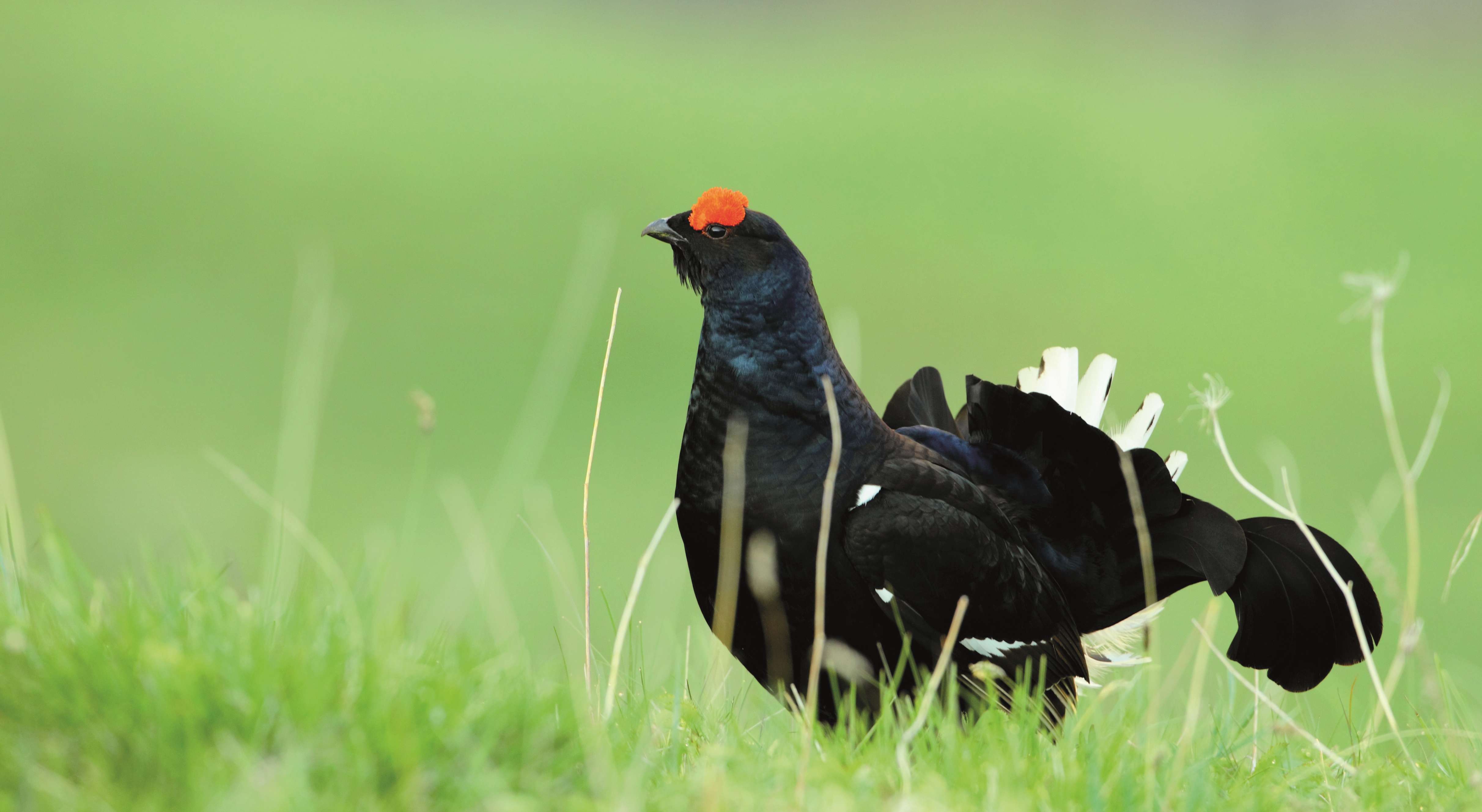 Tétras-lyre mâle (c) A.Audevard