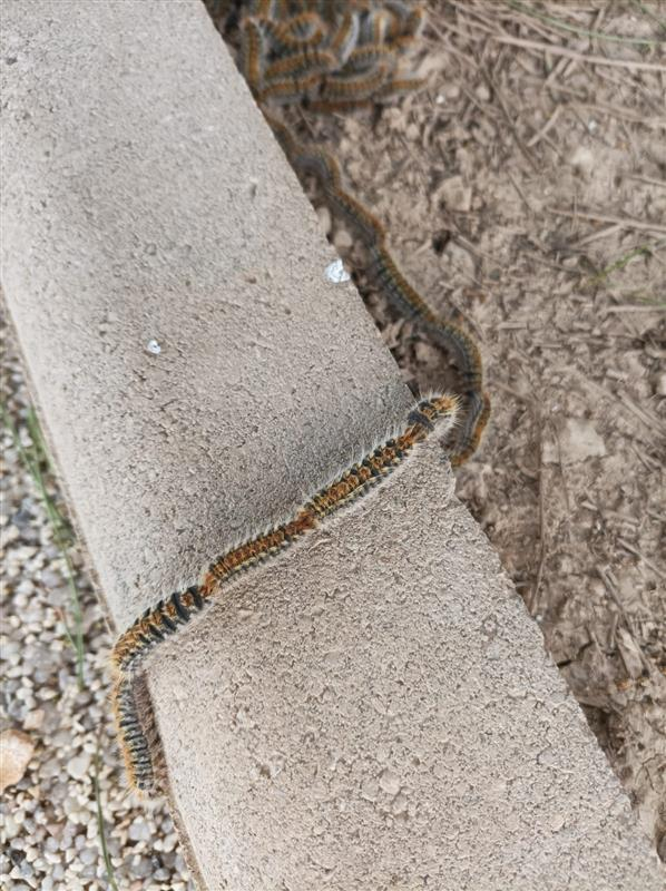 Chenilles processionnaires @ Chloé Piccinin