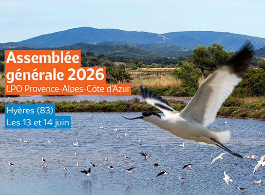 Vieux Salins d’Hyères et Avocette élégante © André SIMON