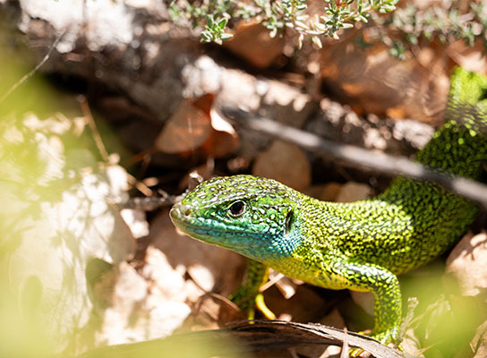 image affiche camp de prospection venelles 30 mai 2026 redim