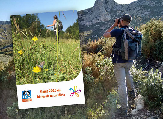 Observateur - Nicolas Fuento