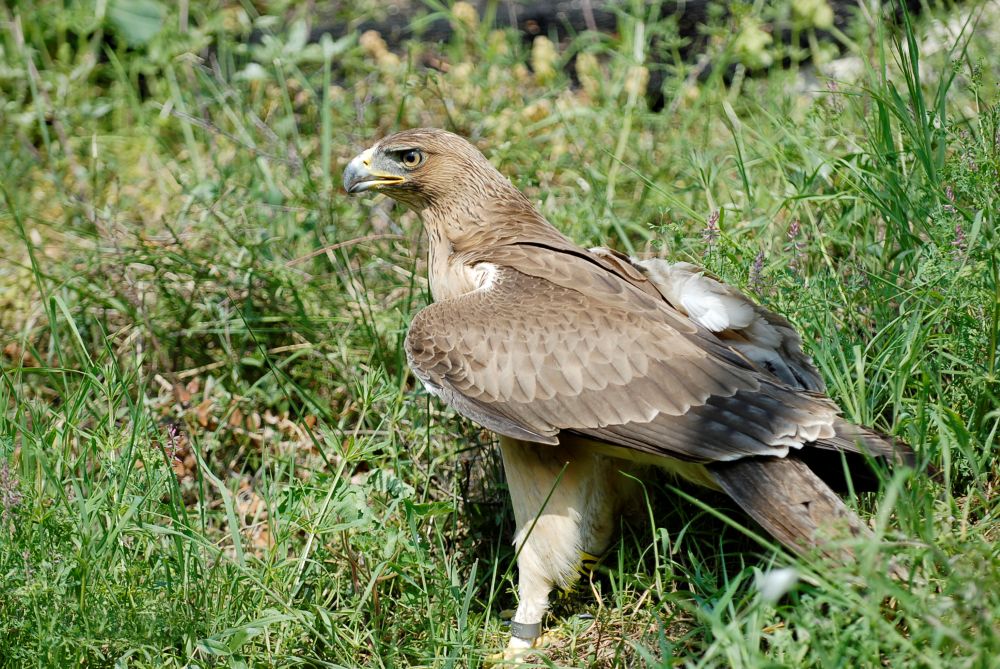 Aigle de Bonelli © Sarah Goliard