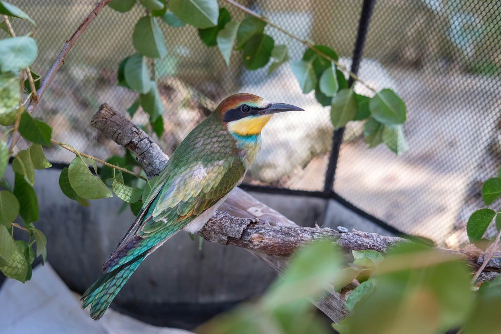 Guêpier d'Europe en soins ©Marie-Hélène Côté