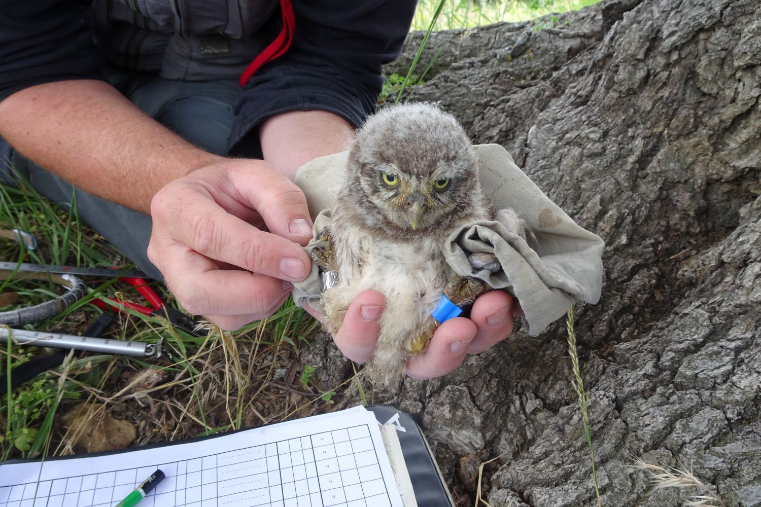 Baguage Chevêche d'Athéna © LPO PACA