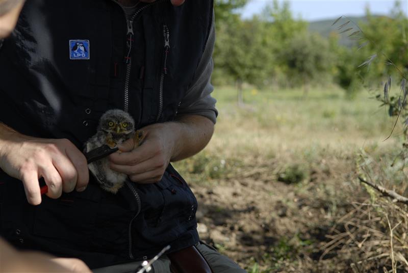 Baguage d’un poussin de Chevêche d'Athéna © Jeanne Benet
