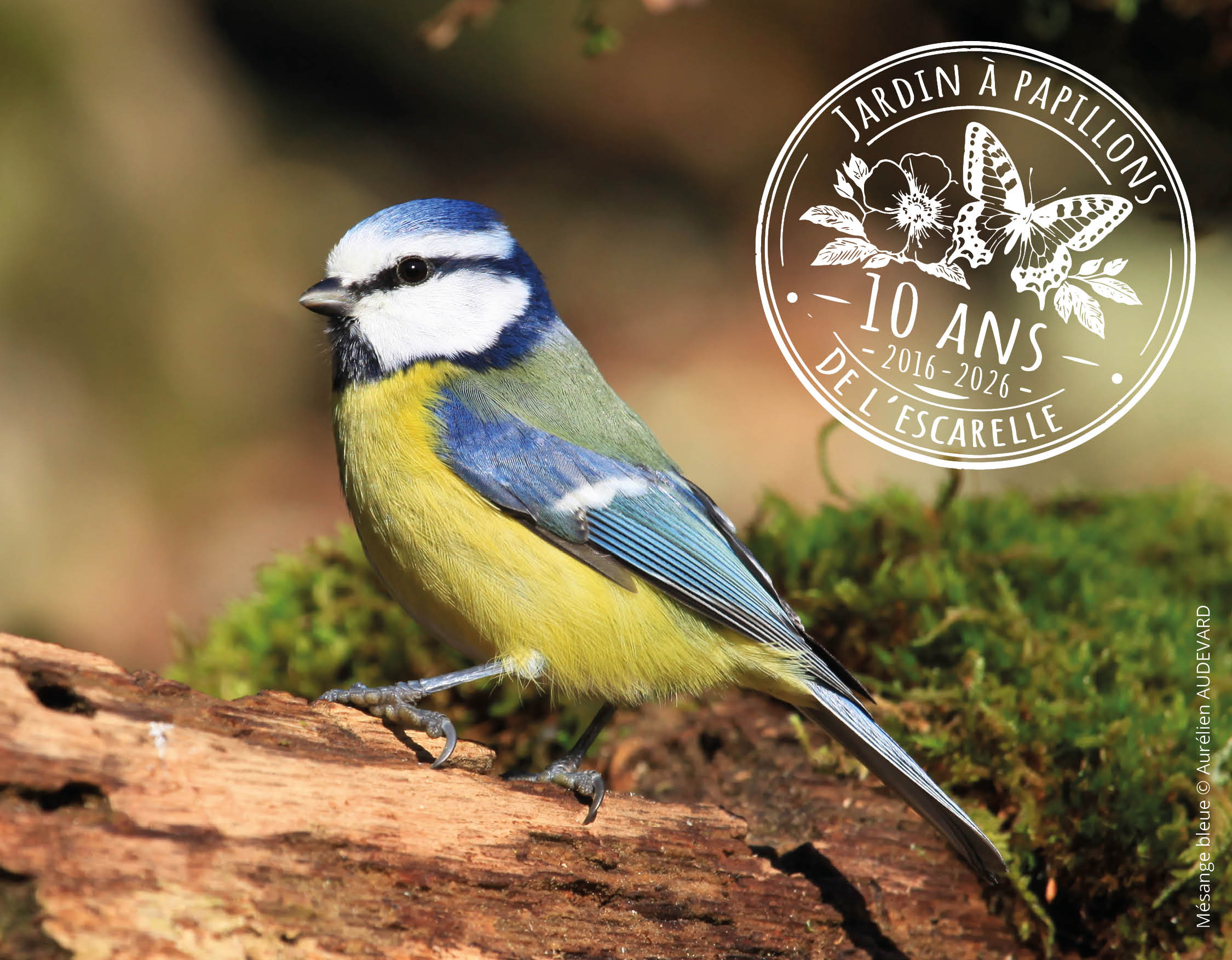 Mésange bleue © Aurélien AUDEVARD